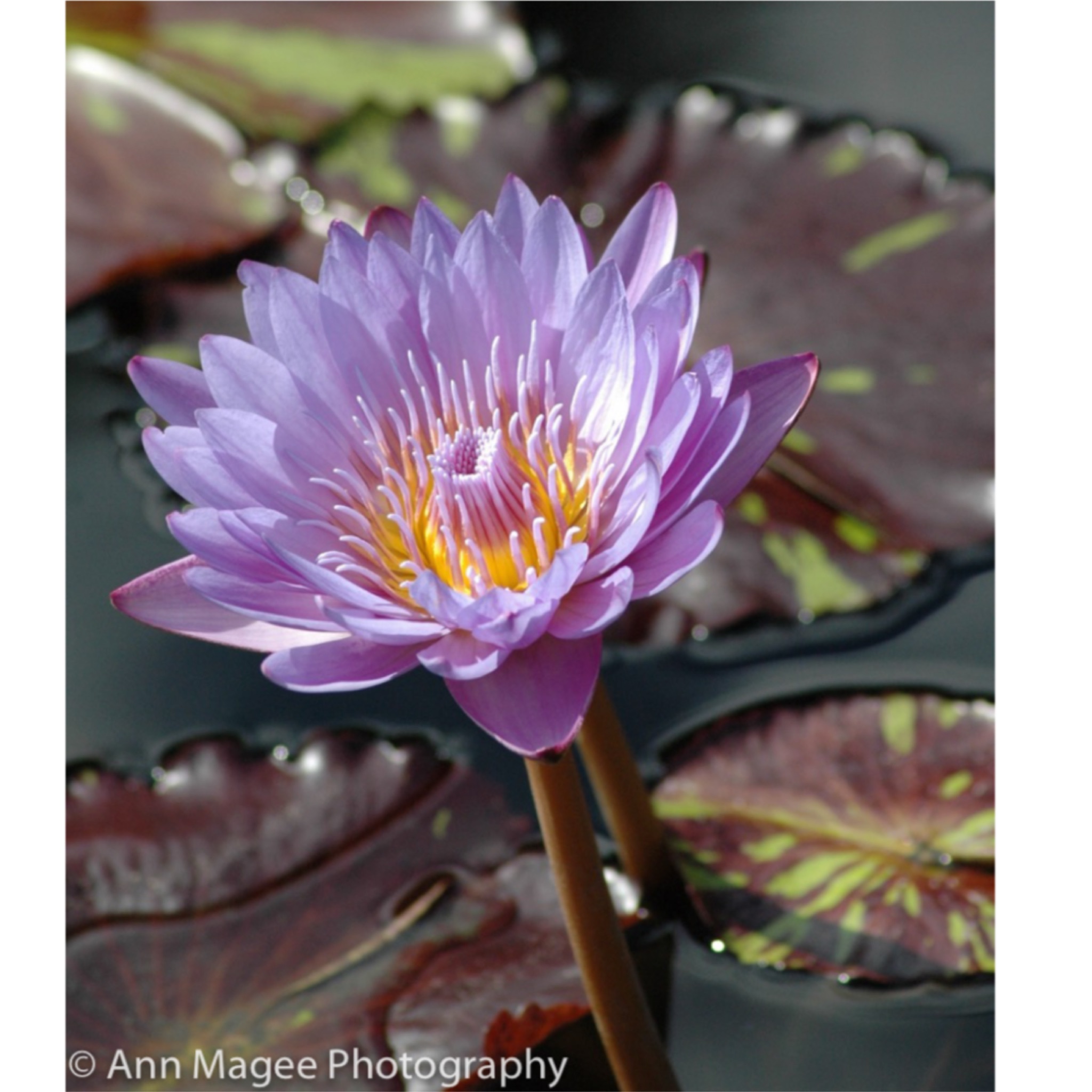 ReUnion Session (individual sessions)